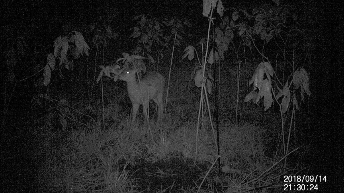 【完結：折って食べる③】小鹿による実践。学習しました！