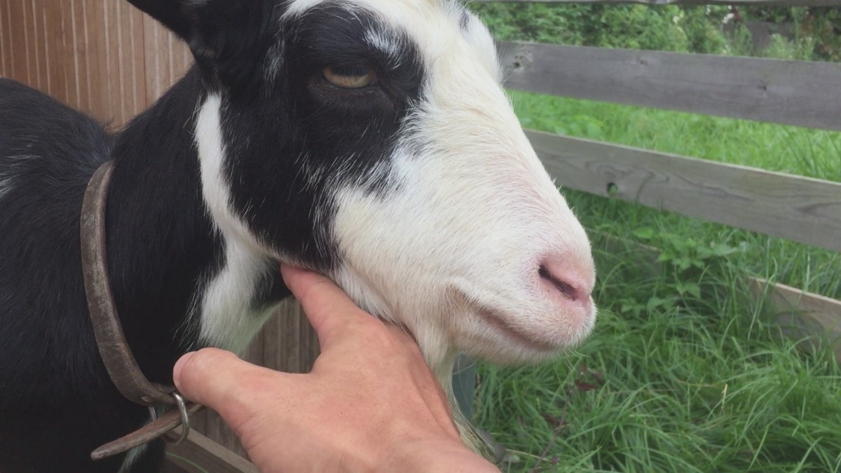 今日のなでなで。