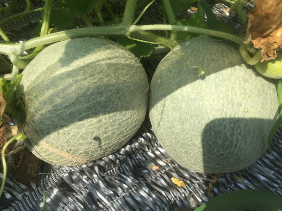 めろんゴロゴロ。梅雨明け＆猛暑でfeelin’ good.