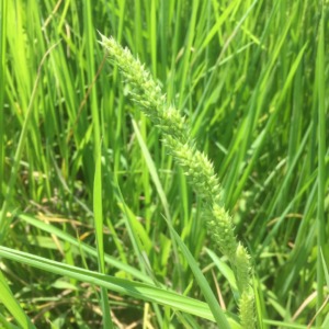 【水田雑草】さて、これは何麦？