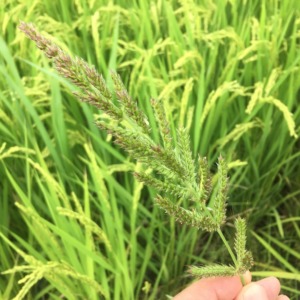 【水田雑草】タイヌビエ（田犬稗）。