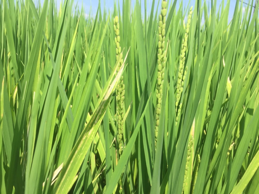 【祝】もち米の出穂も確認。