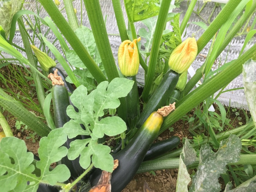 【フォト】ずっきーにの様子。まだまだ採れますyo。