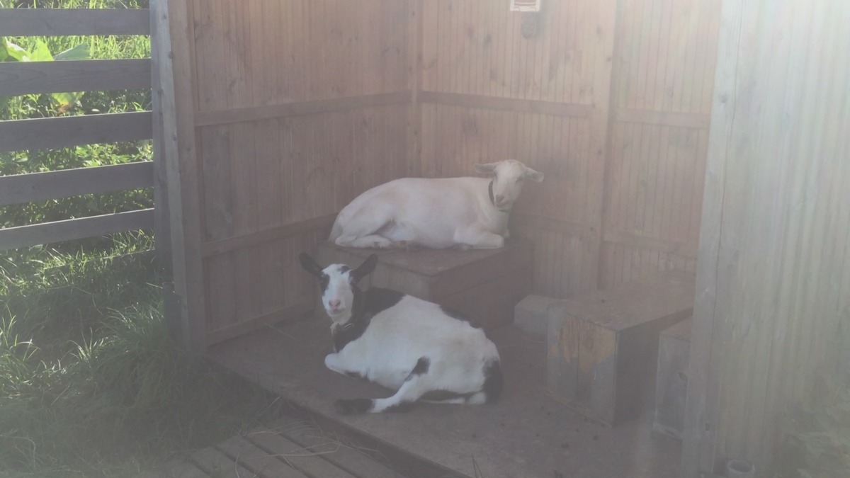 やぎ子です。夏、夕方、日陰。