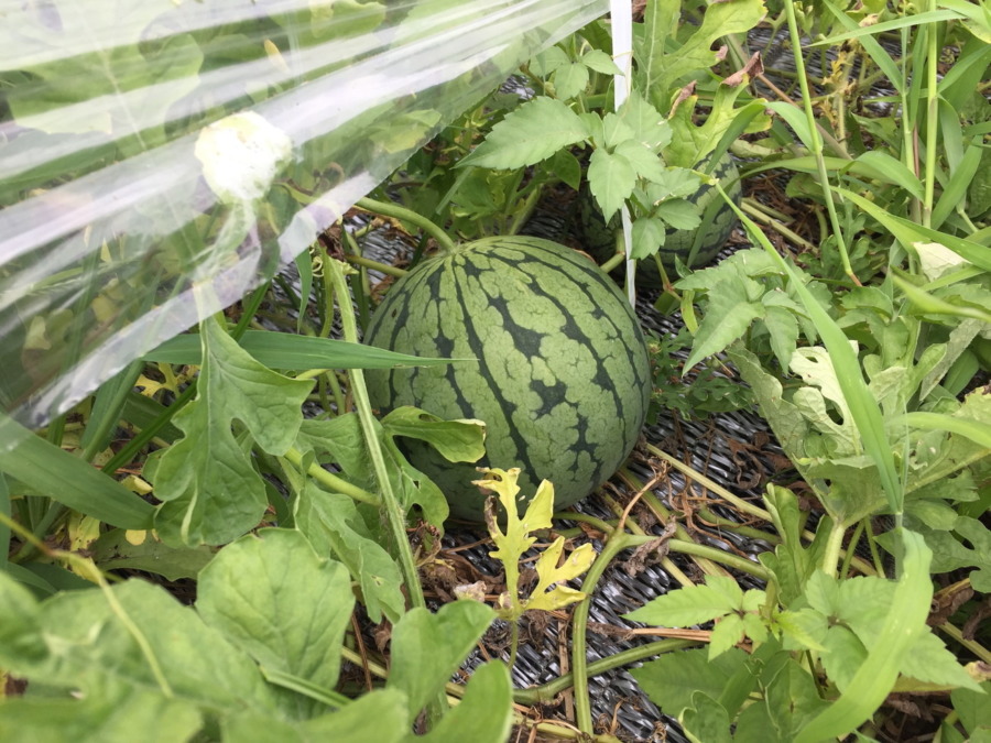 【祝】小玉すいか、収穫期に。