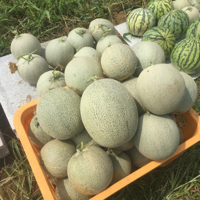 【大収穫・今期栽培終了】メロンです。応援ありがとうございました！