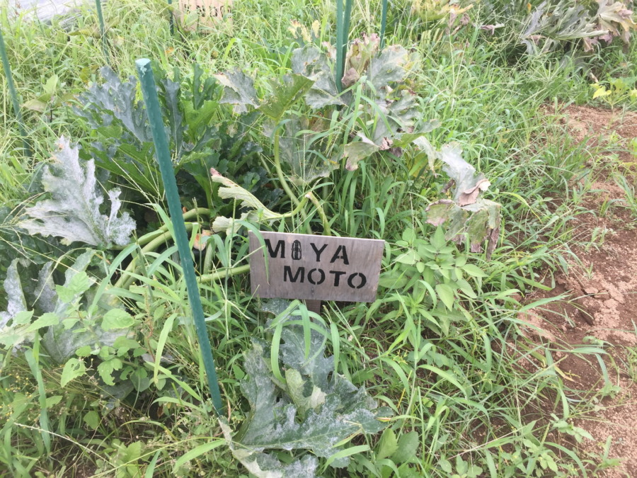 これにて、今夏のずっきーにの栽培は終了とさせてください。