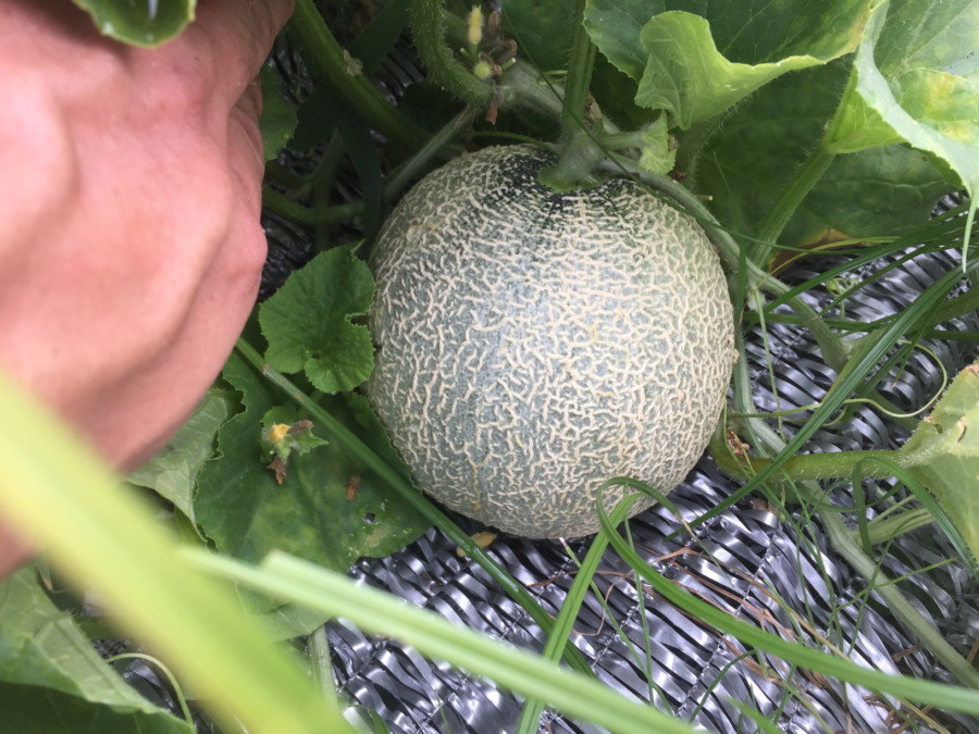 【フォト】めろんの様子。