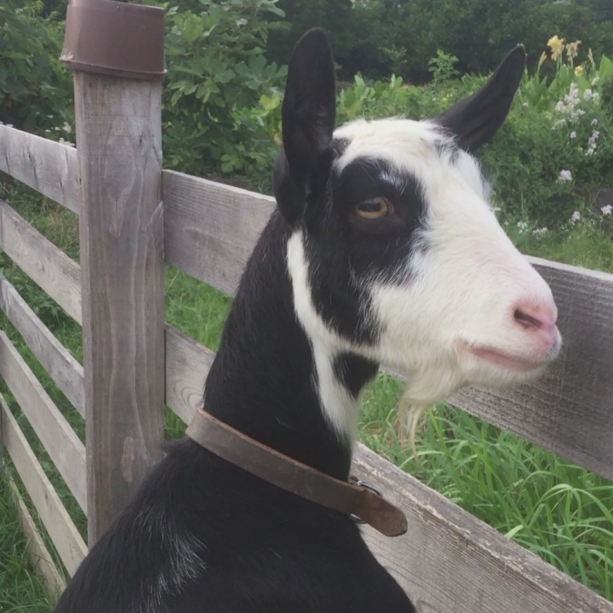 やぎ子です。見張ります。