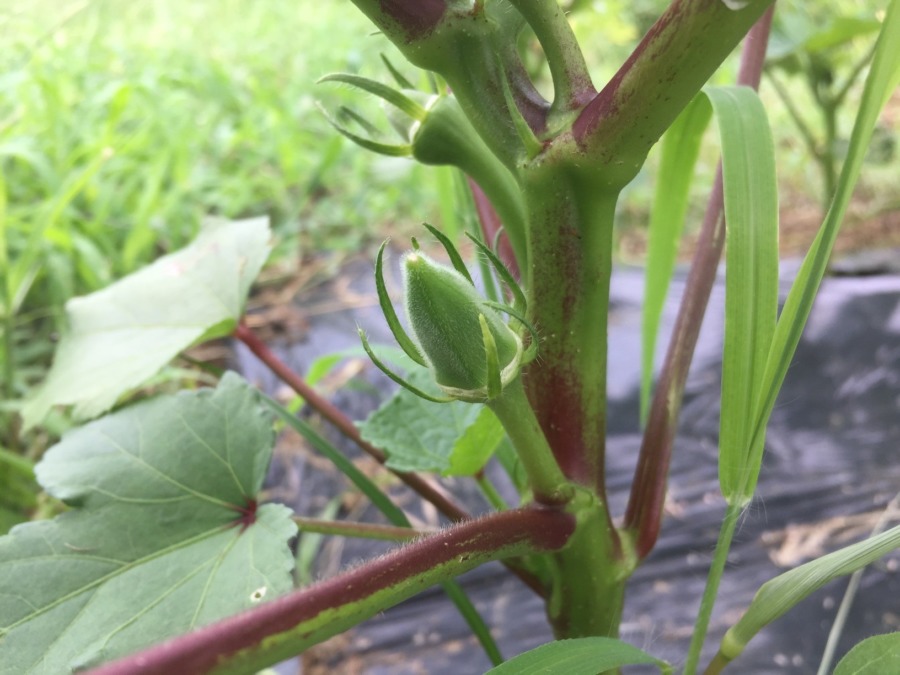 産毛もふさふさ。オクラベイビ。