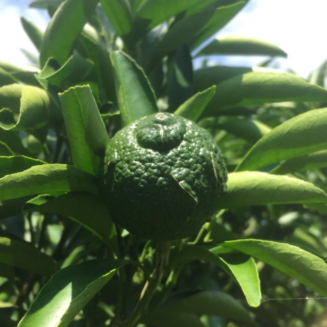 【付録講座：柑橘】「はるか」と「はるみ」