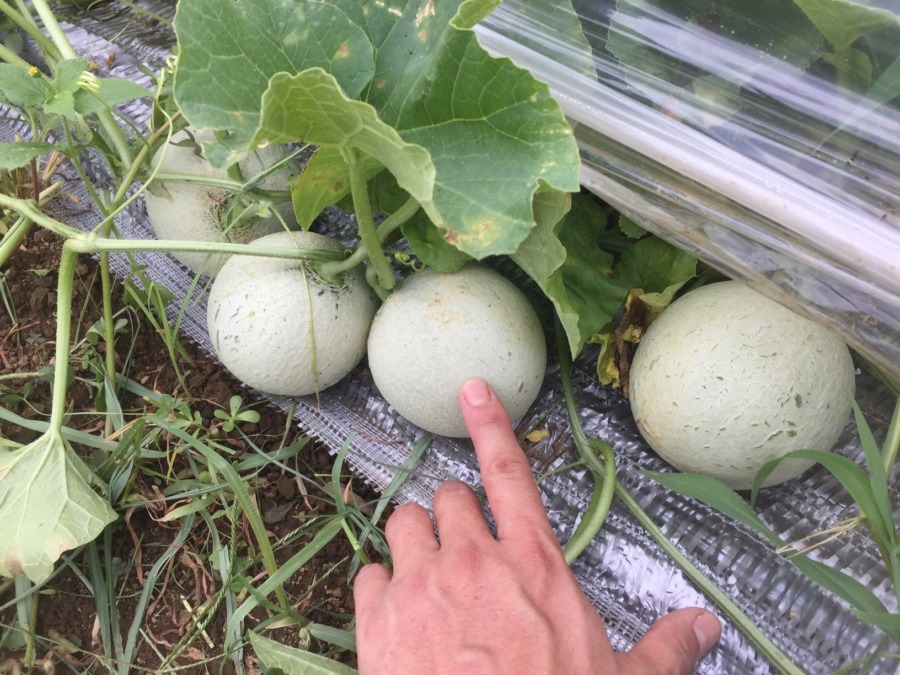 【フォト】めろんの様子。すごい数の実！！まだ他にもありますyo。