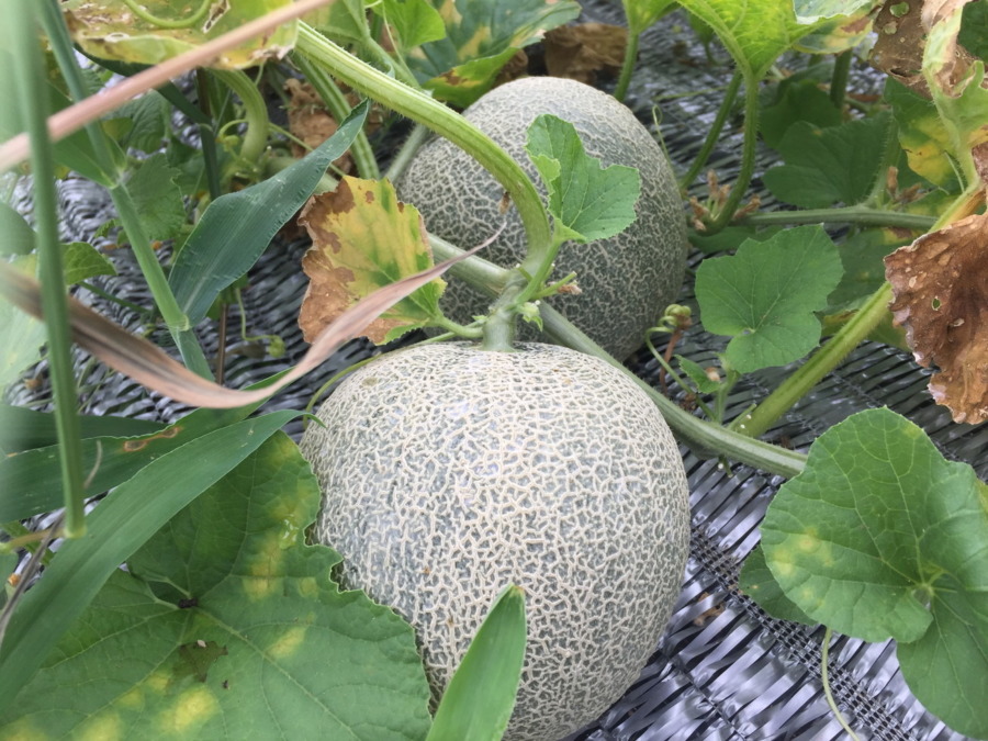 【フォト】メロンの様子。