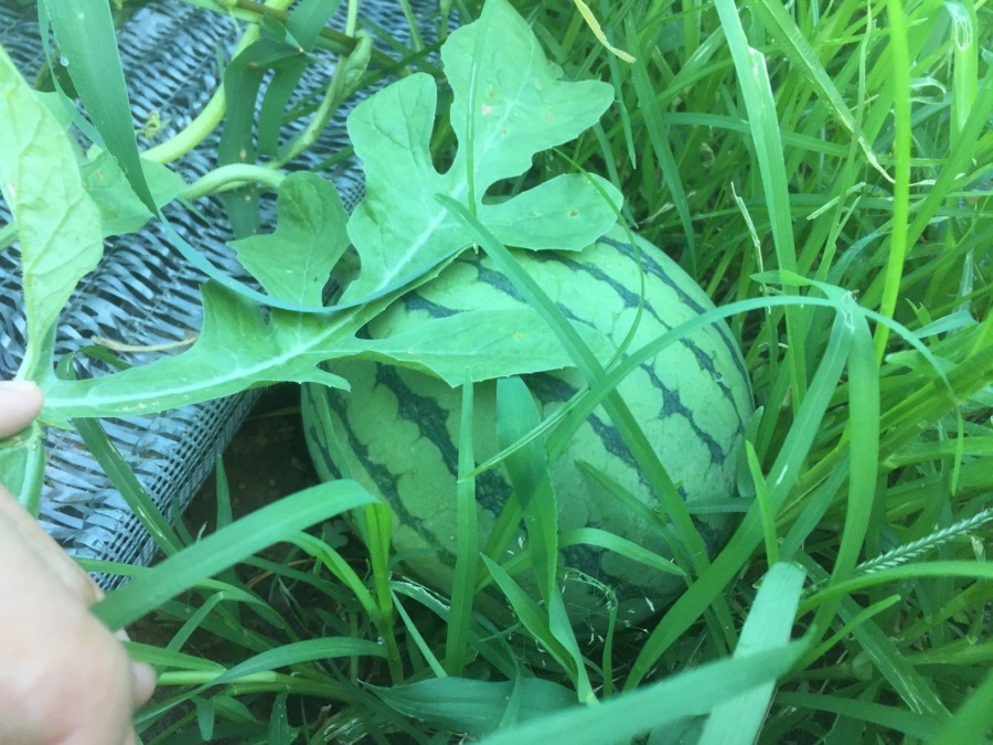 【フォト】すいかの様子。