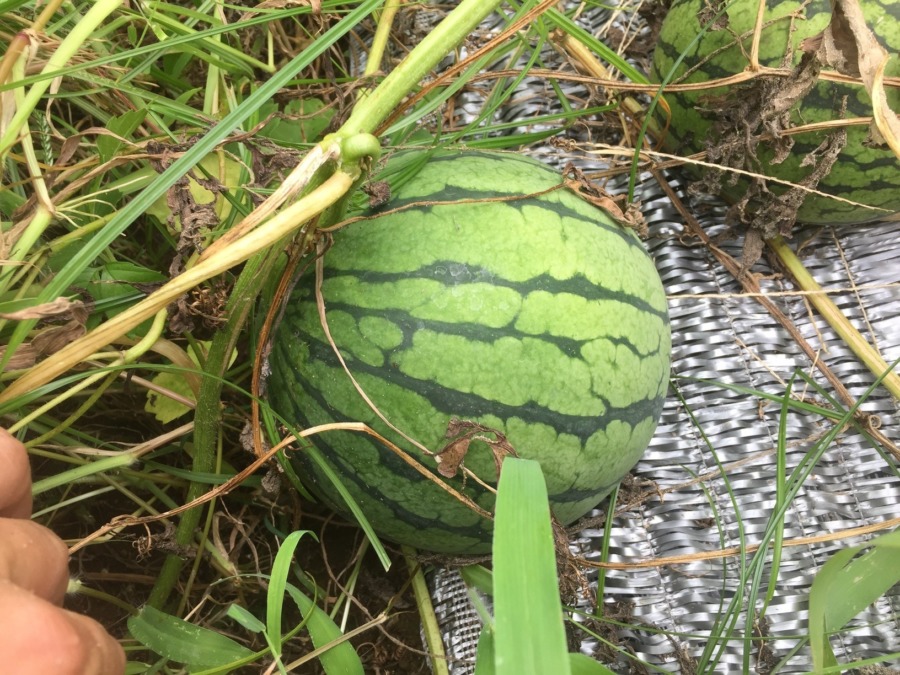 【祝：収穫期】明日、収穫配送しますyo。