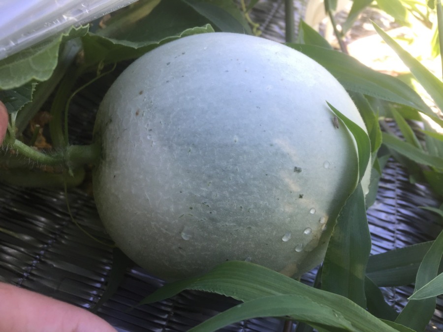 【フォト】メロンの様子。