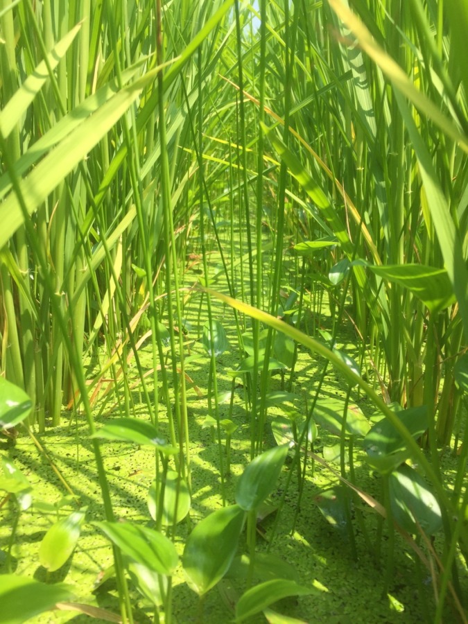 【田んぼ草取り】今日も、やりましたyo。