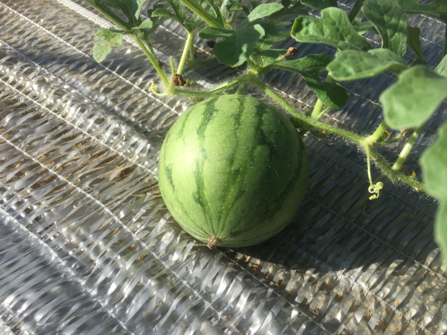 【フォト】すいか株の様子。