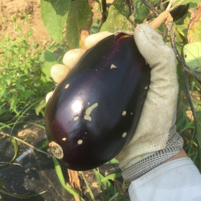 なすです。これは、でかすぎ。