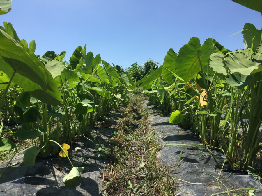 暑くて快適、除草で最高！さといもです。