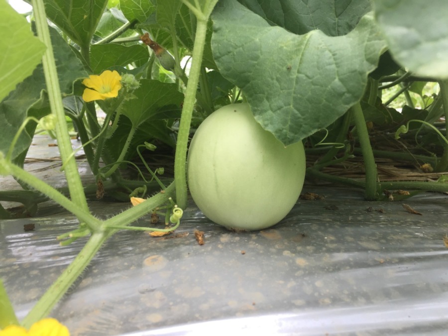 【フォト】めろんの様子。順調に肥大中。