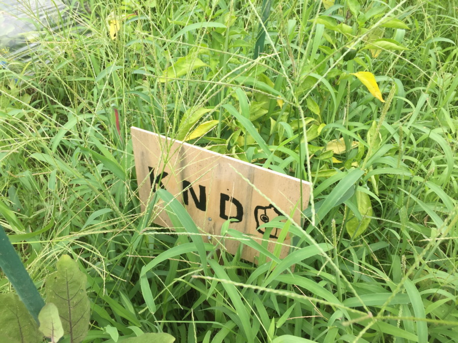 これにて、今夏のピーマンは終了とさせてください。