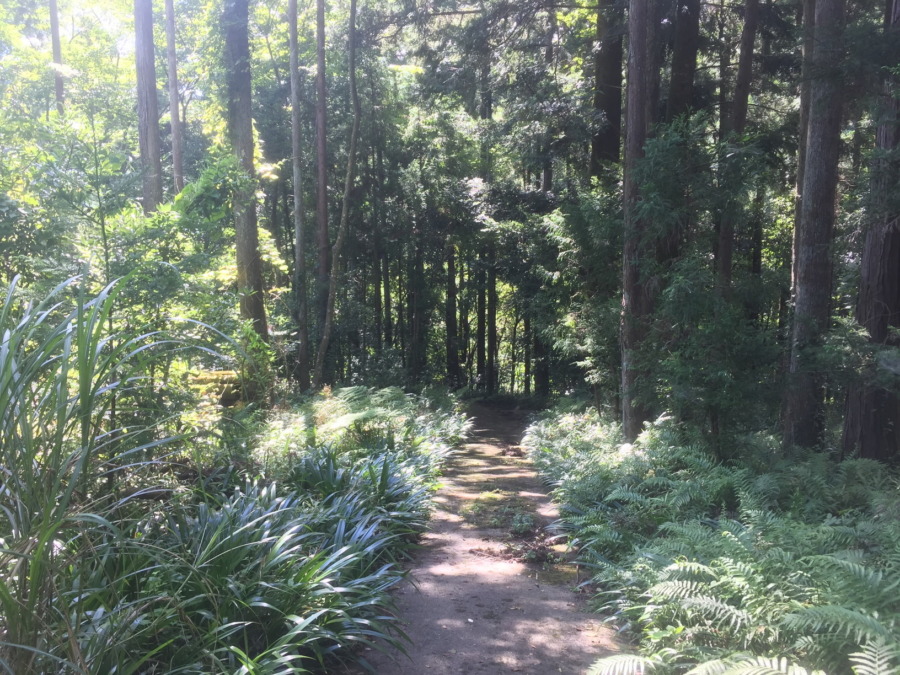 「くくり罠」をかけるところなど。