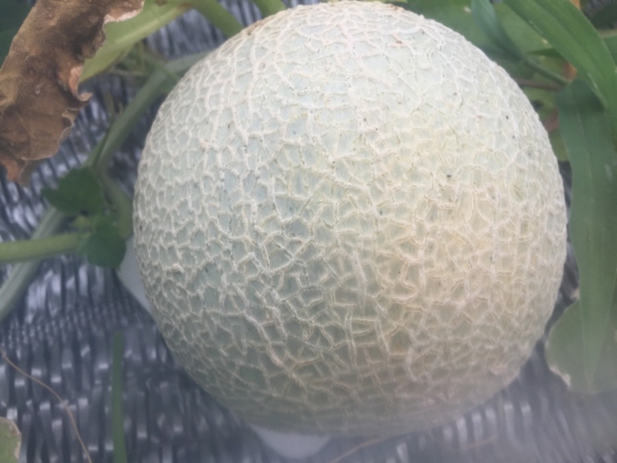 【祝：収穫期】めろんです。配送しますyo。