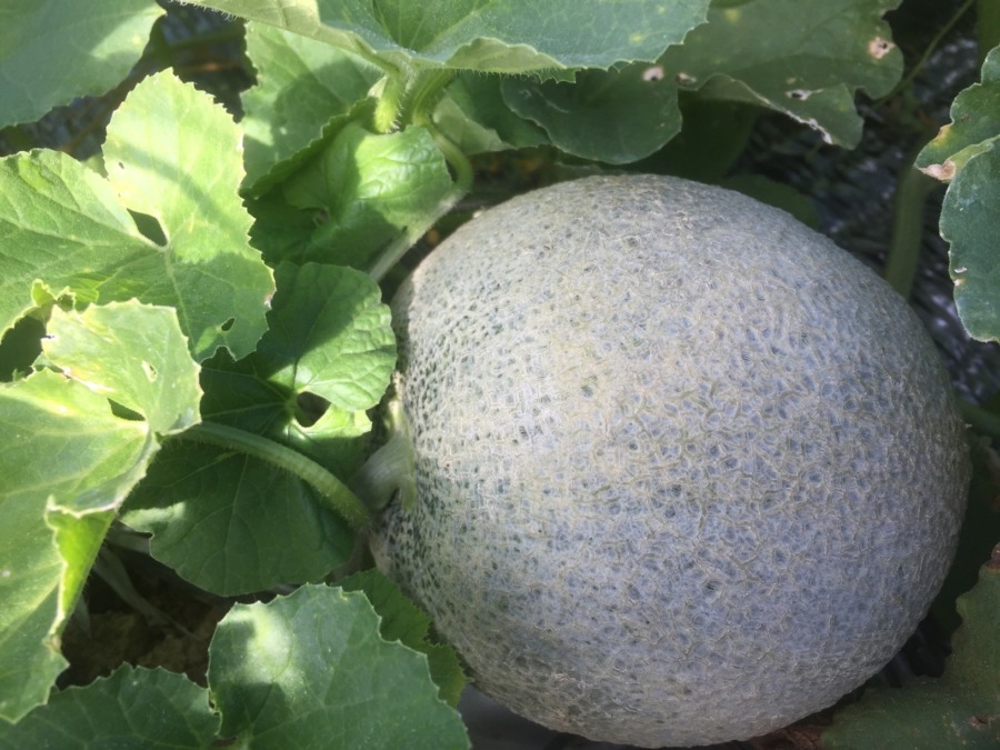 【フォト】めろんの様子。