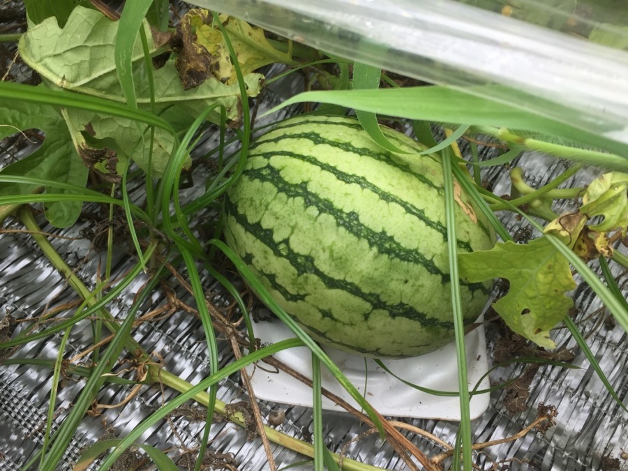 【フォト】すいかの様子。