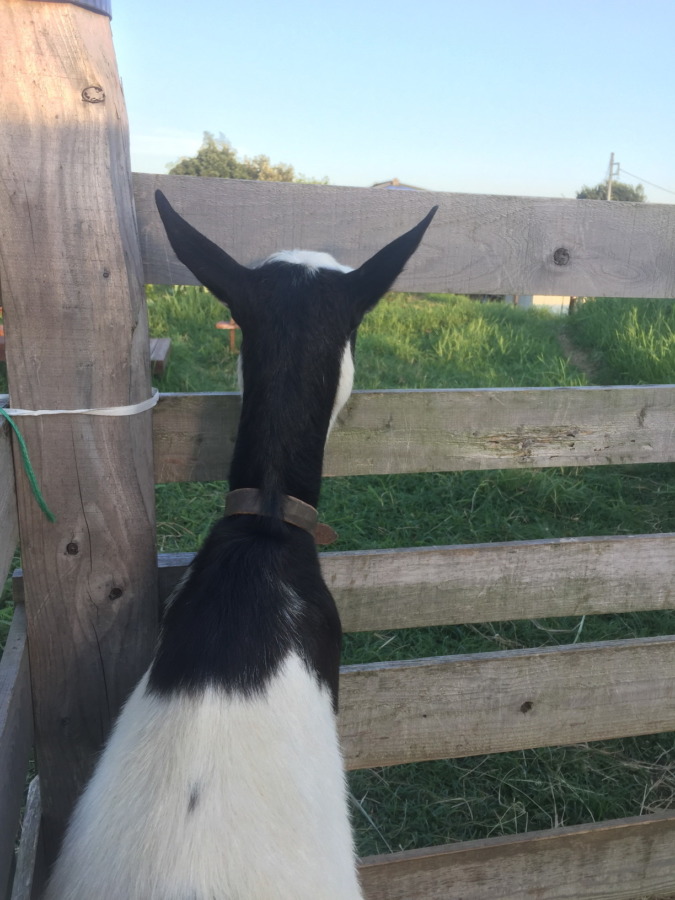 夕暮れのやぎの後ろ姿。