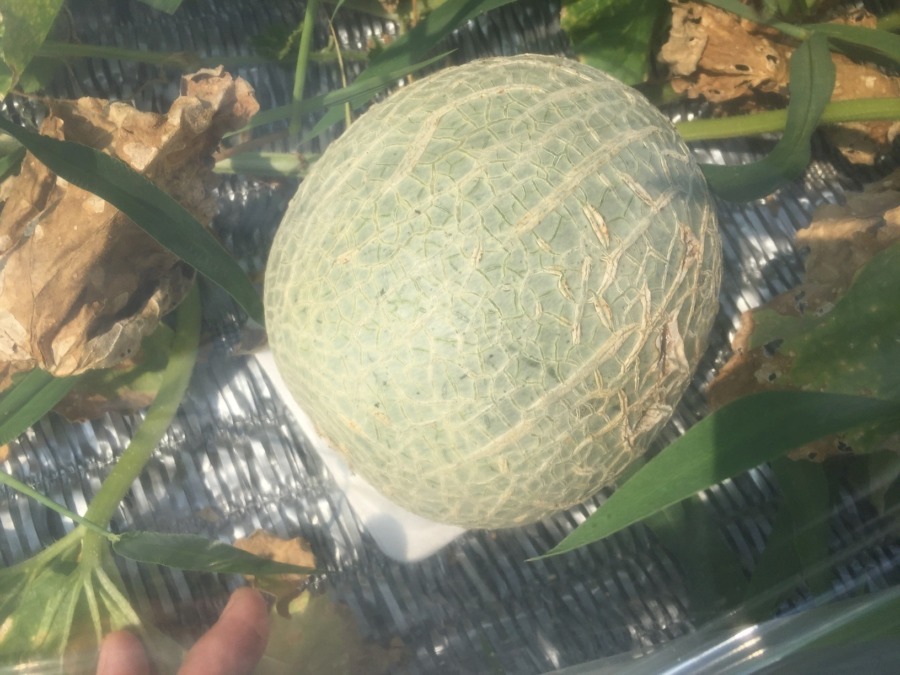 めろんゴロゴロ。梅雨明け＆猛暑でfeelin’ good.