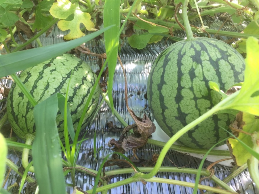 【フォト】スイカの様子。