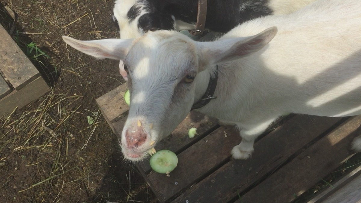 【入ルナ!食べルナ!!暴れルナ!!!】緊迫の現場レポート。