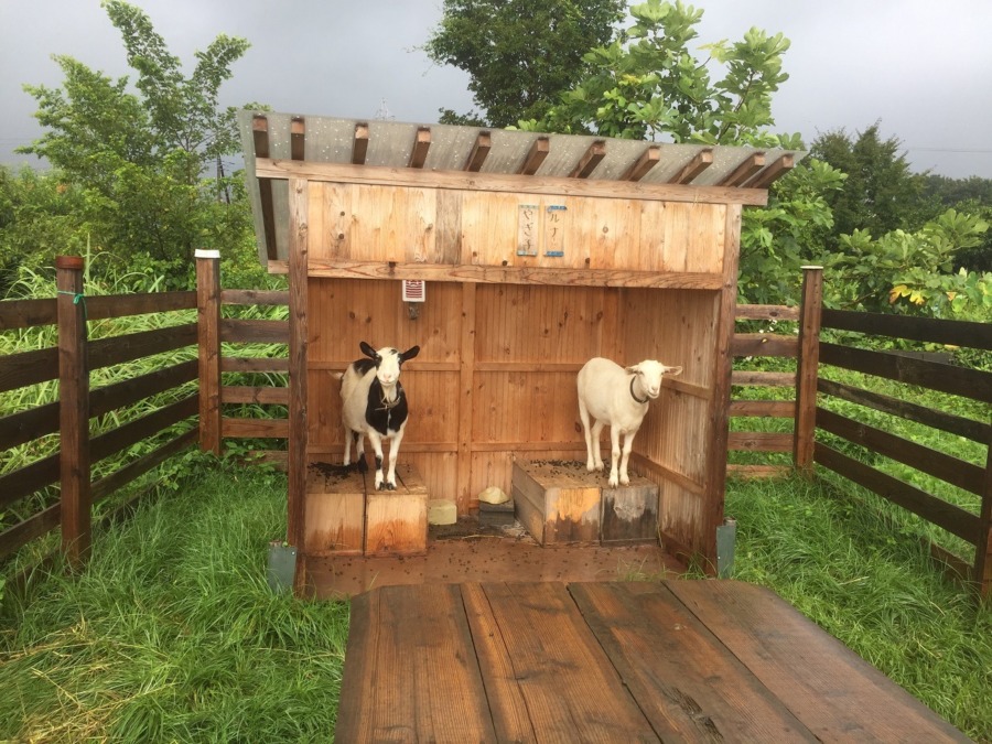 【朝の食前】台風を控えまして。