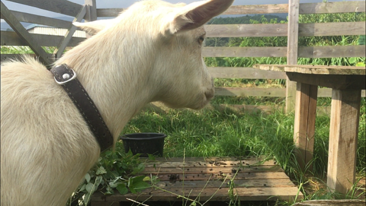 ルナの朝ごはん。