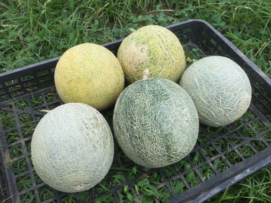 【フォト】めろんの様子。黄色🍈ニ個収穫しましたyo。