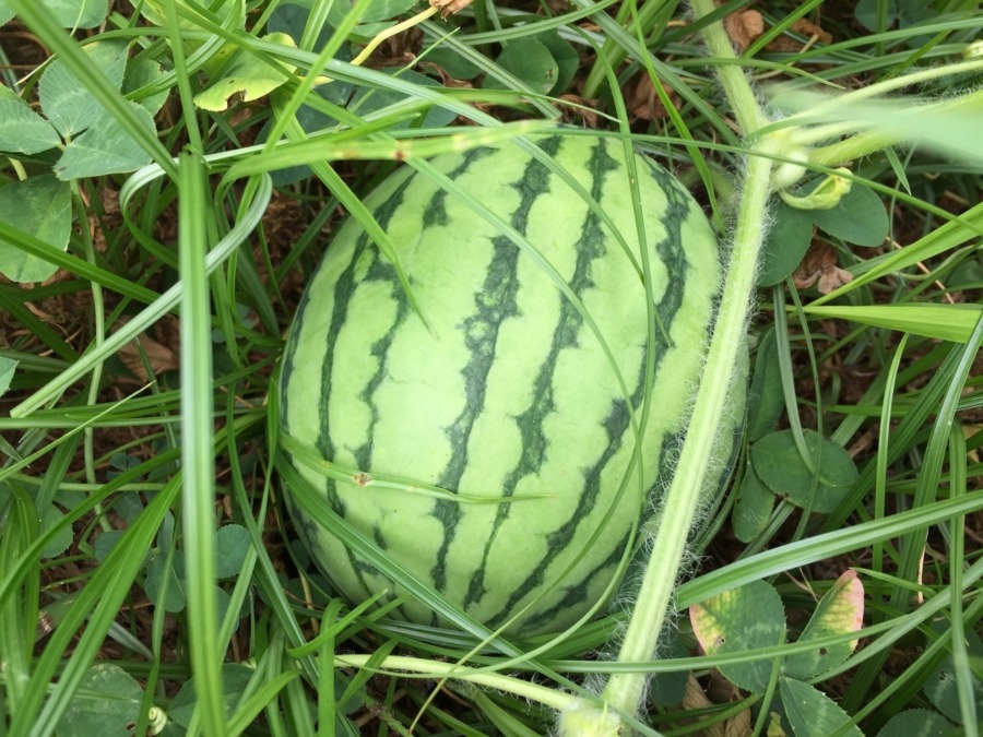 【フォト】スイカの様子。