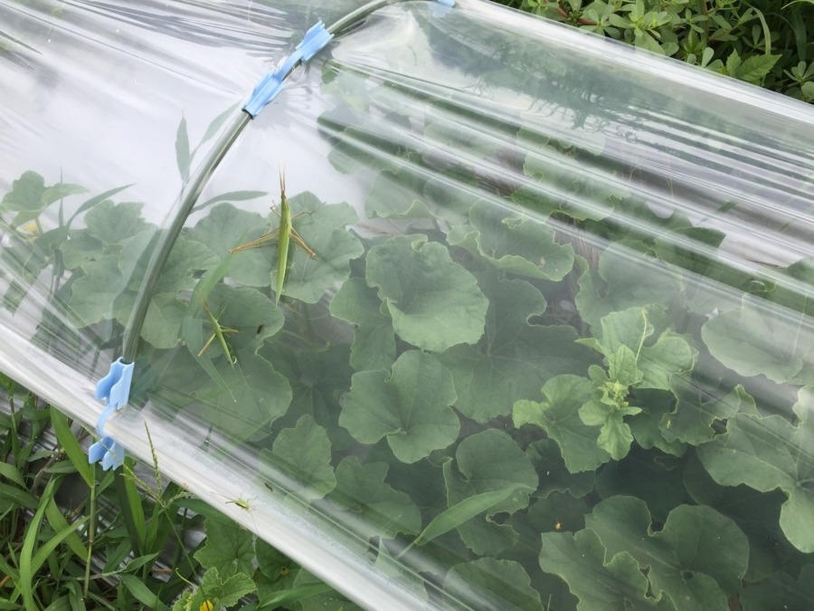 【フォト】めろん＆すいかの様子。