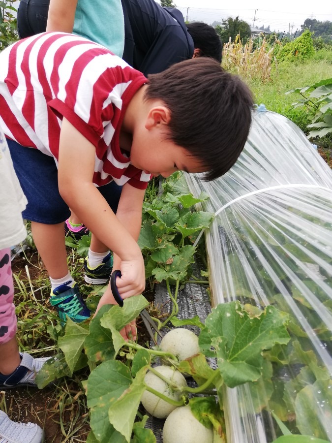 先日、2個摘果しました