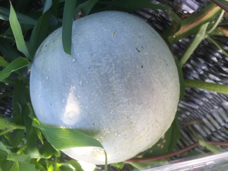 【フォト】めろんの様子。ネット（網）の入り始め！