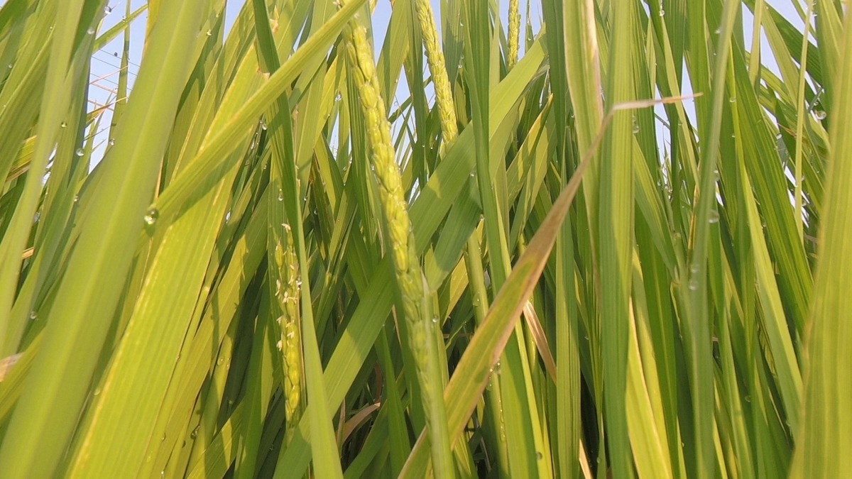 【貴重・タイムラプス】稲の開花。