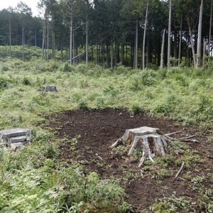 【森林調査へのお誘い】8月11日（日）｜シカ被害調査