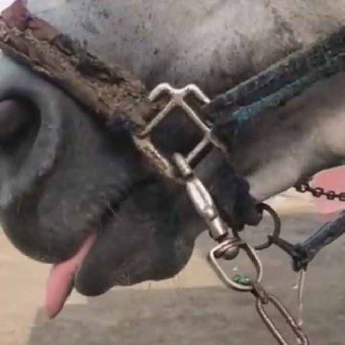 ネルさんの行水。