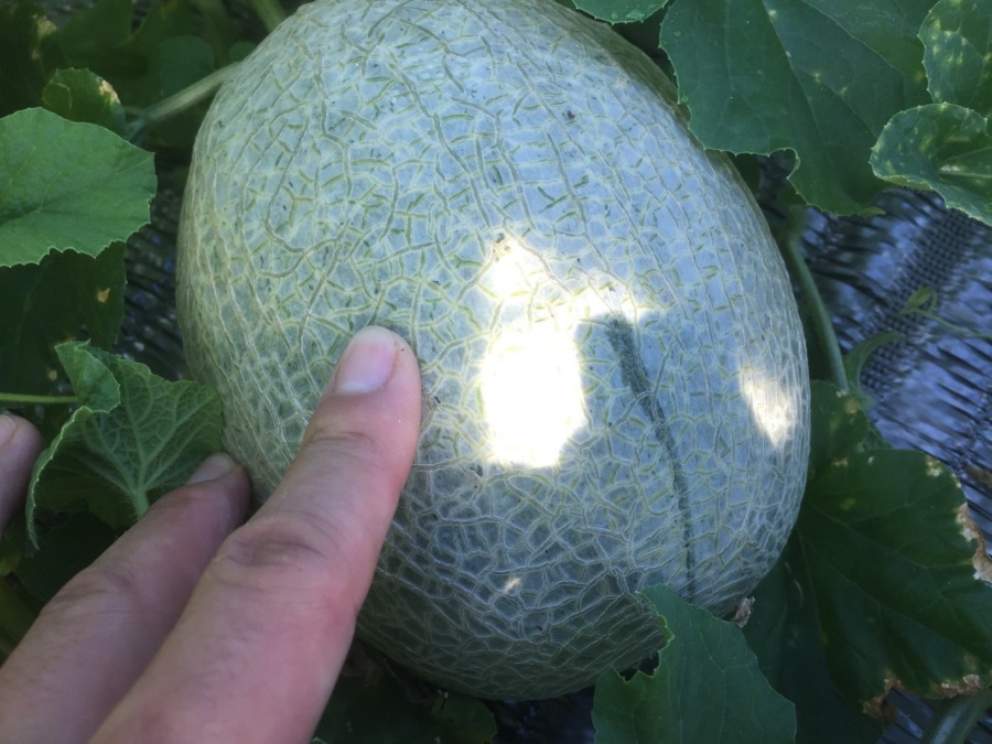 【フォト】めろんの様子。