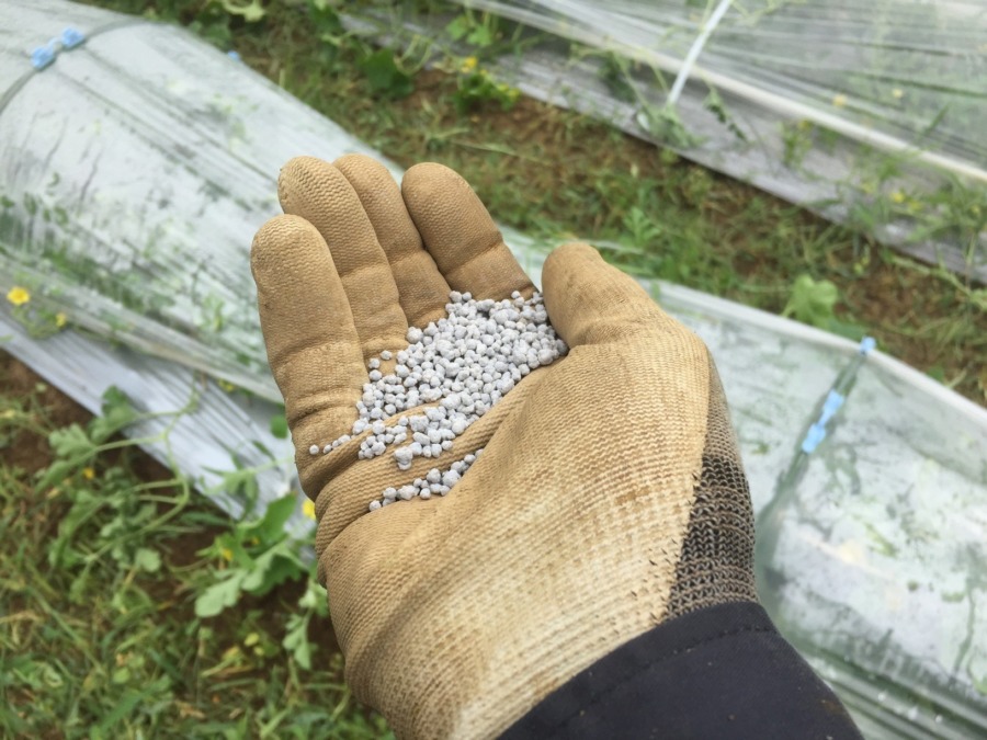 【はたけしごと】追肥を行いました。