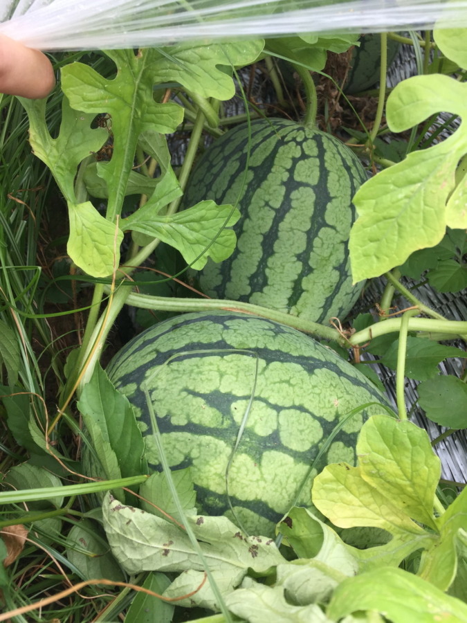 【フォト】スイカの様子。