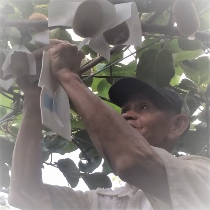 【完売御礼】2019年収穫の高級キウイ香緑を10個1500円から。