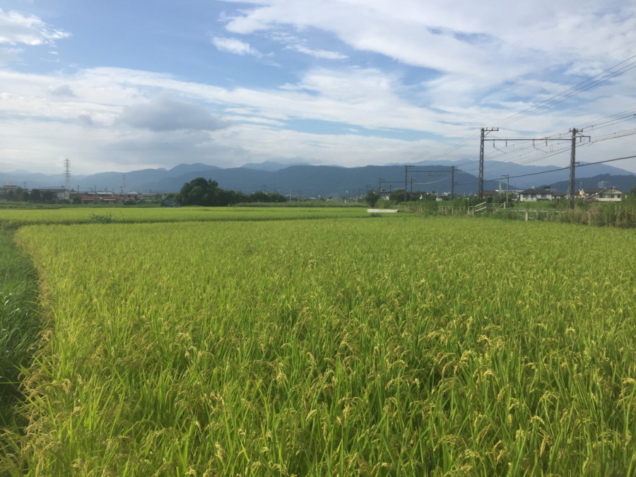 【かやま水田④】実りの秋となるか。