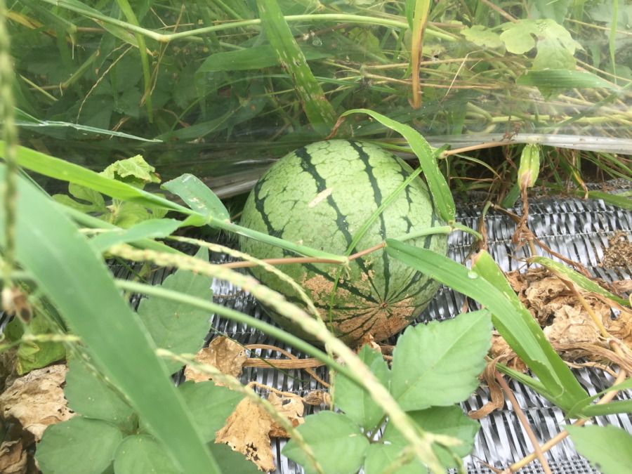 【フォト】すいか🍉の様子。